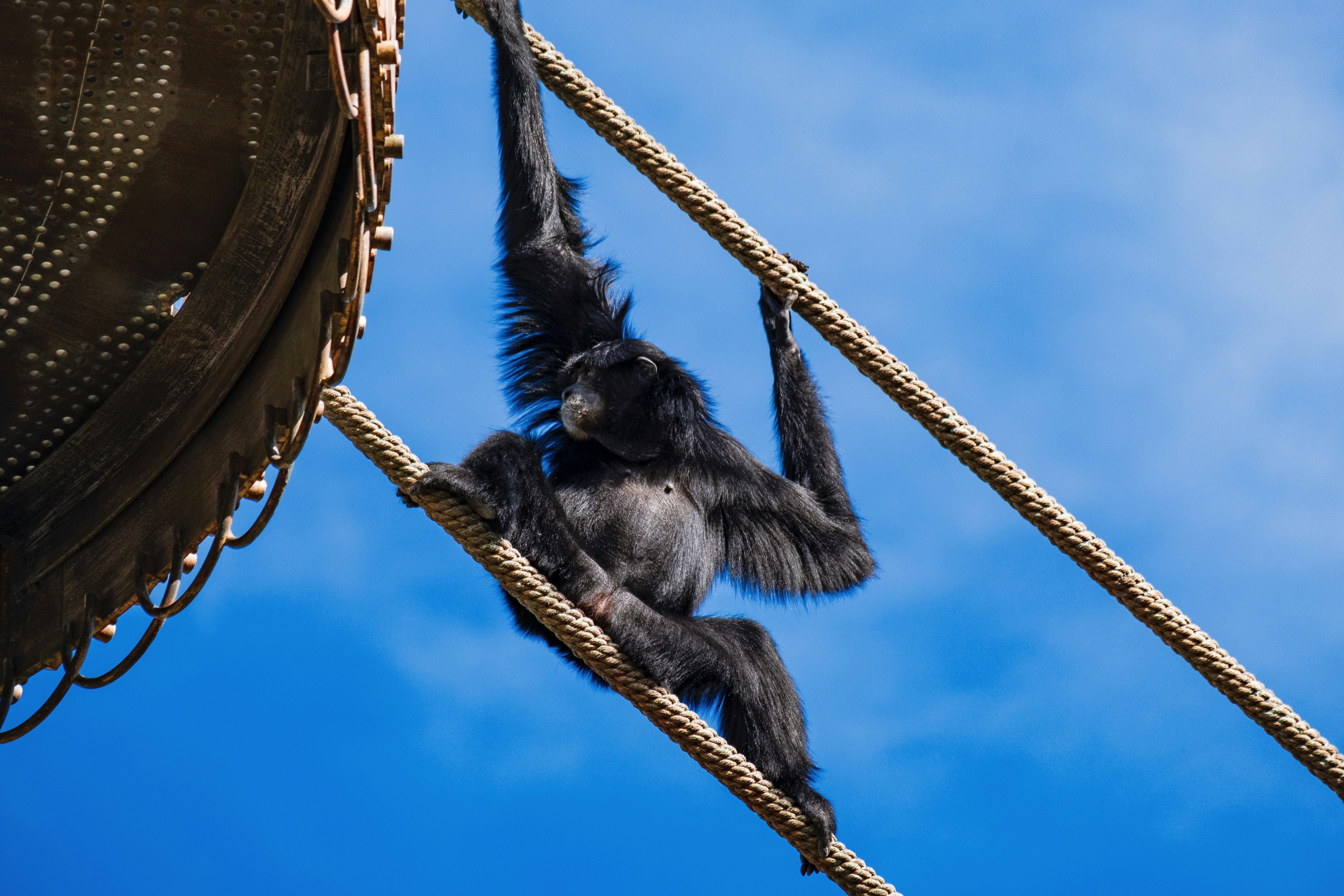 black monkey on brown wooden boat under blue sky during daytime